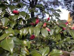 florence-visite-insolite-parfum-fleures