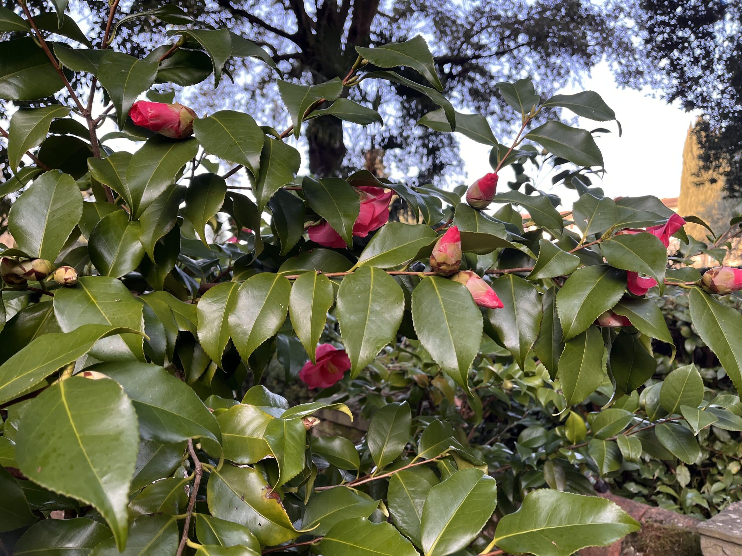 florence-visite-insolite-parfum-fleures