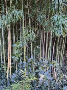 florence-visite-parfum-insolite-sens