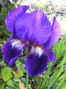 iris-visite-simbolo-firenze-francia