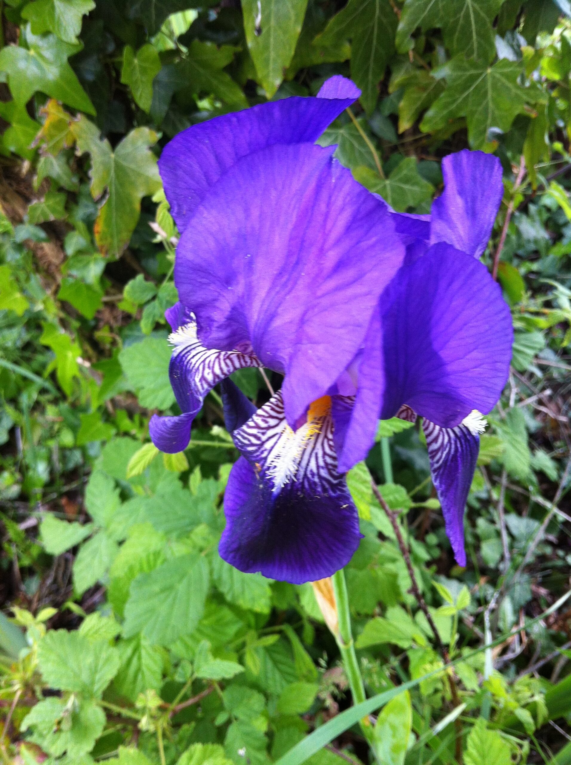 iris-visite-simbolo-firenze