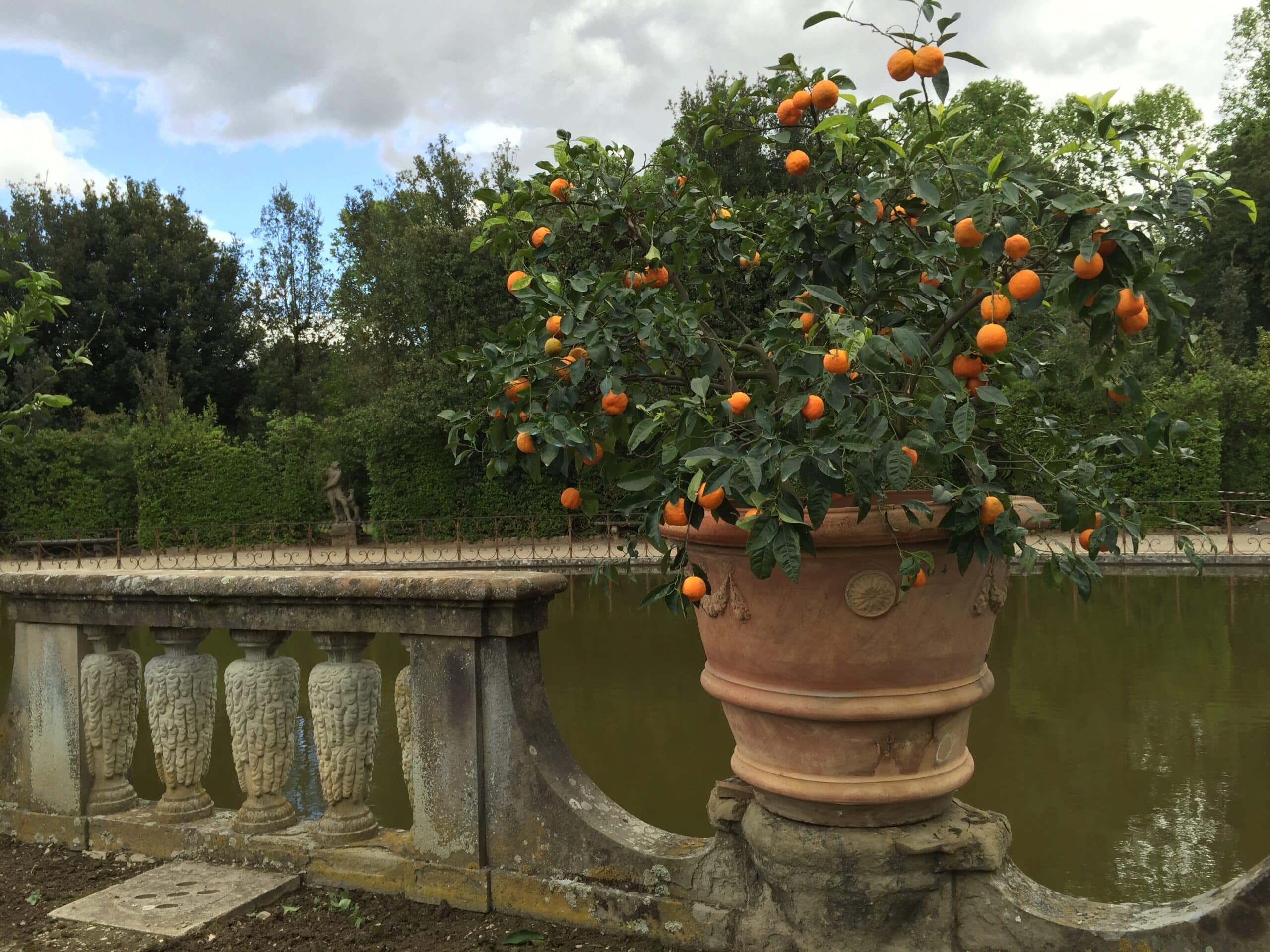 florence-jardin-italienne-boboli-palais-pitti-médicis-agrumes