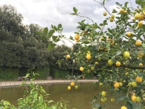florence-jardin-italienne-boboli-palais-pitti-médicis-citron