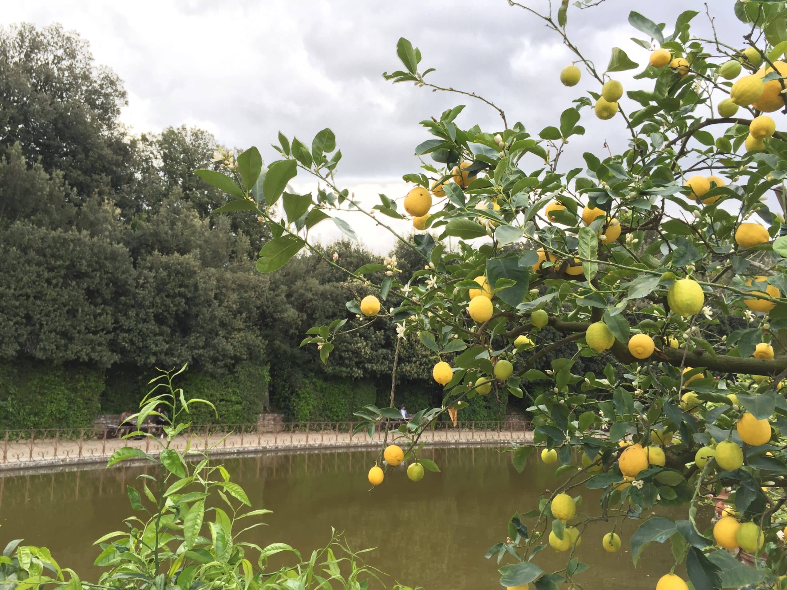 florence-jardin-italienne-boboli-palais-pitti-médicis-citron